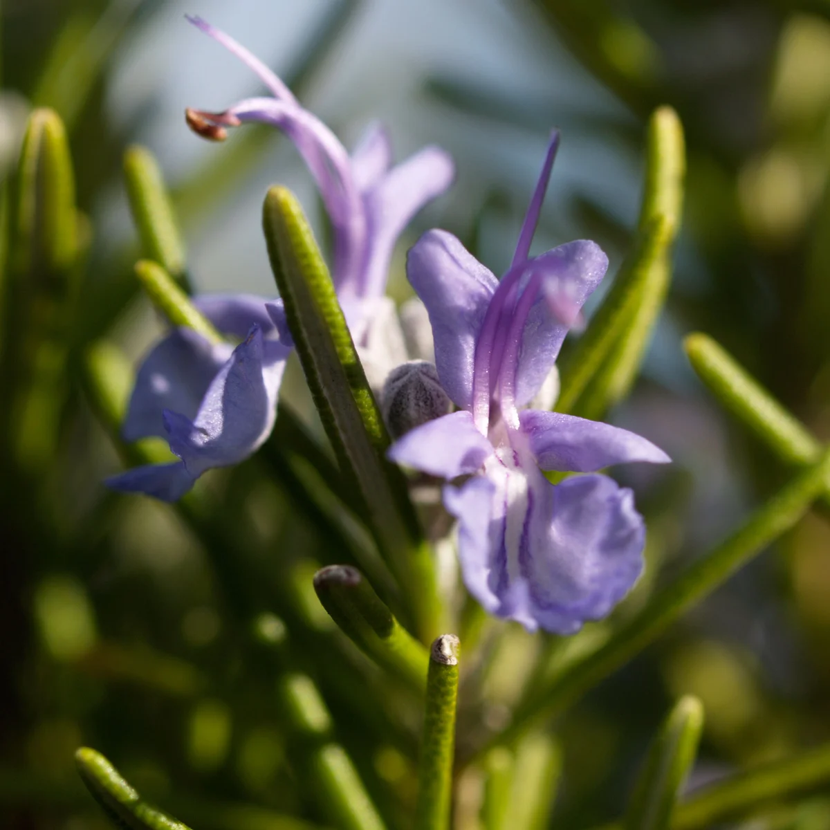 Rosemary