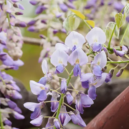 Wisteria