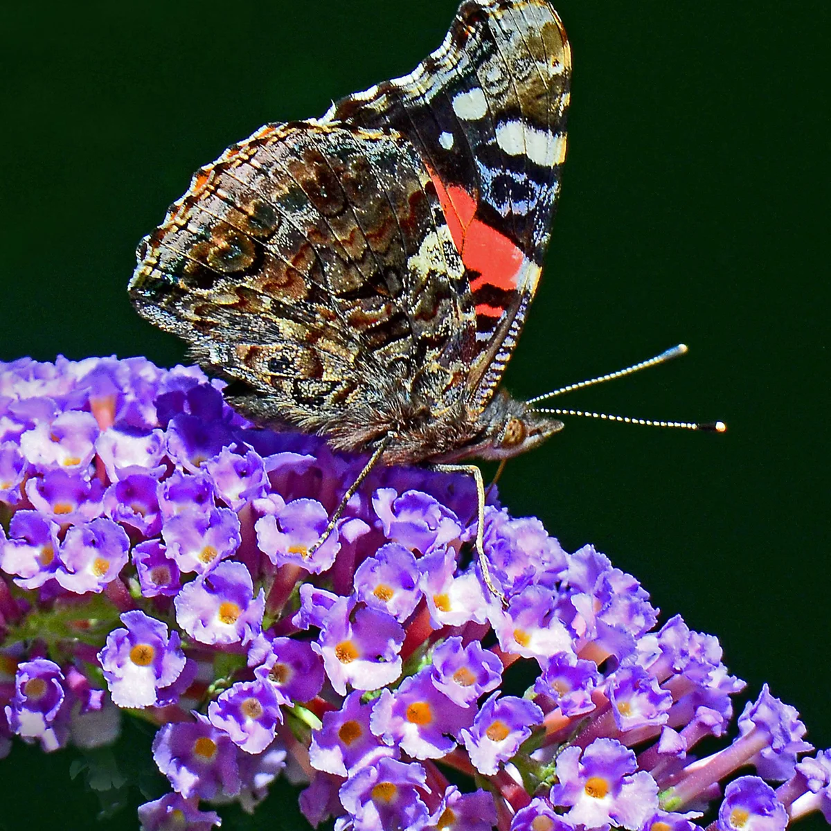Butterfly bush