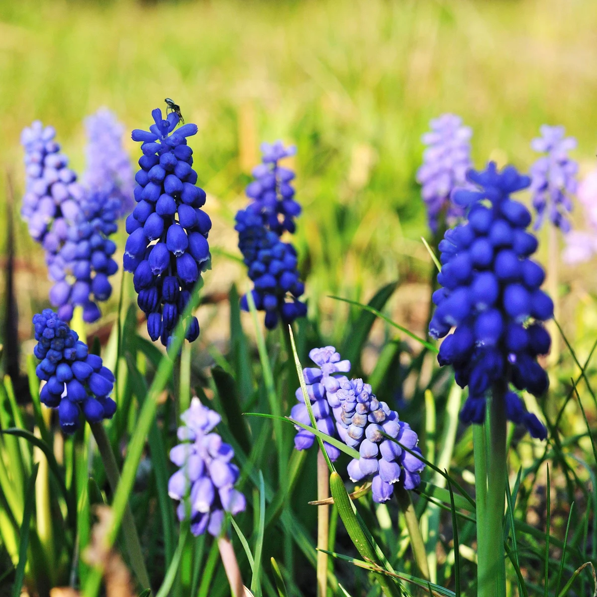 Grape hyacinth