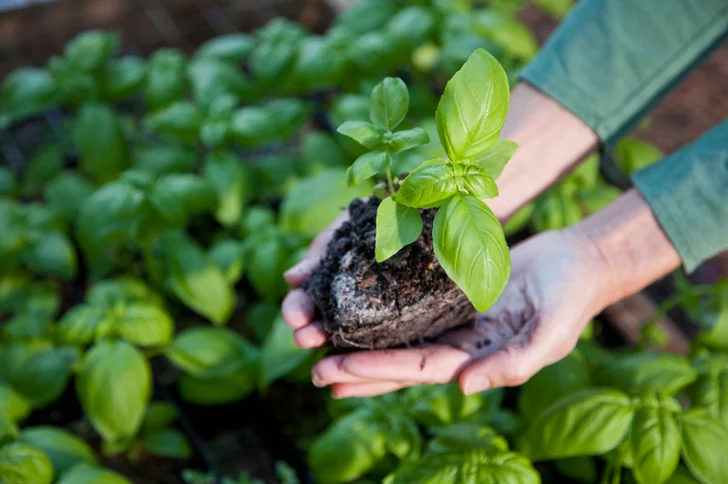 hands holding basil