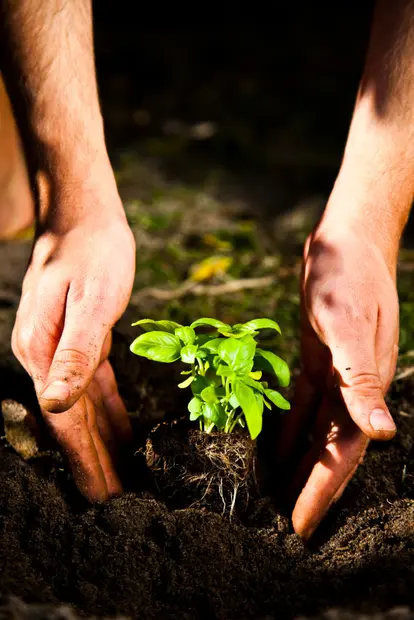 transplanting basil seedlings
