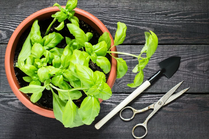 potted basil plant with tools