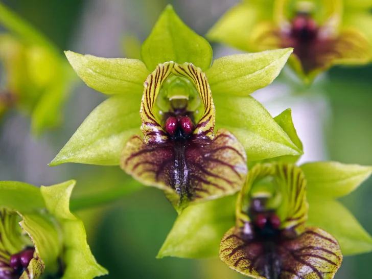Green Dendrobium orchid