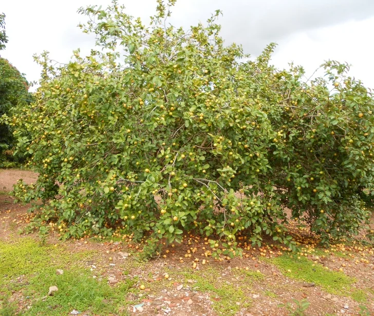 Guava tree