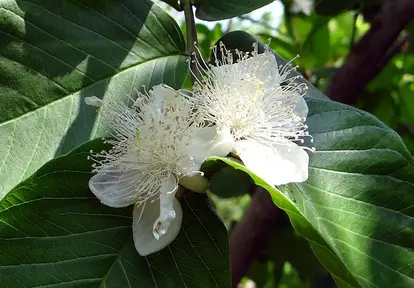 Guava flower