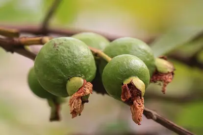Guava Fruit