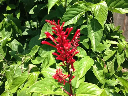 Firespike