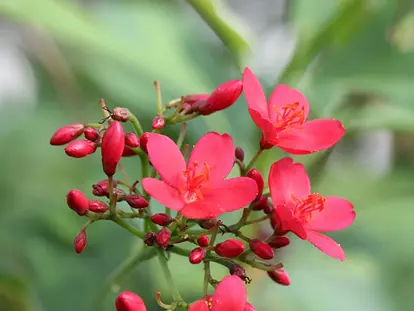 Jatropha