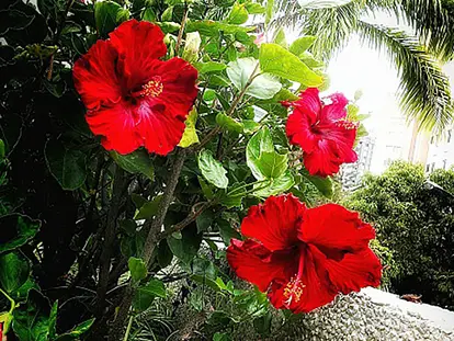 Tropical Hibiscus