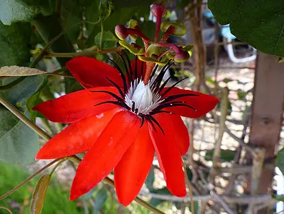 Red Passion Flower Vine