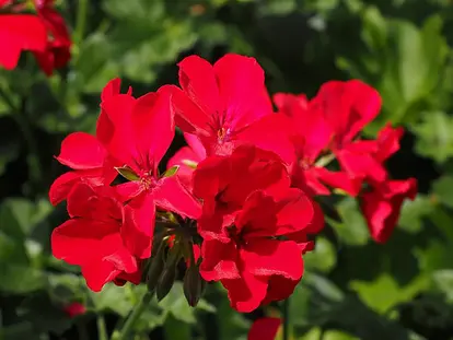 Zonal Geranium