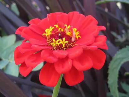 Zinnia