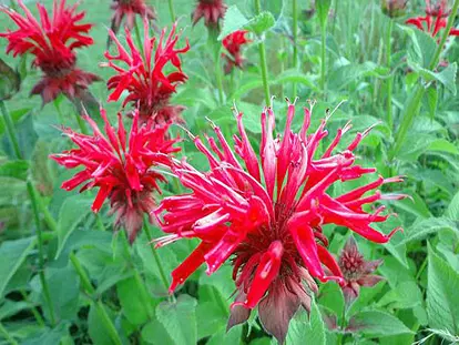 Bee Balm
