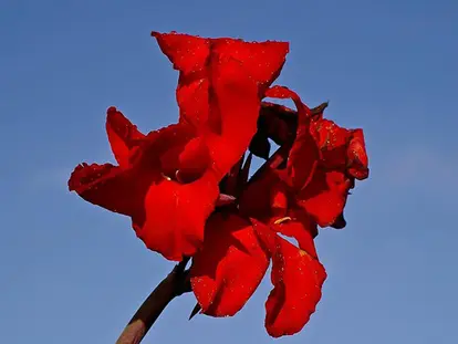 Canna Lily