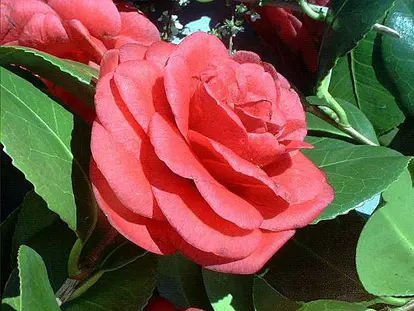 Japanese Camellia
