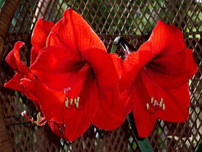 Amaryllis