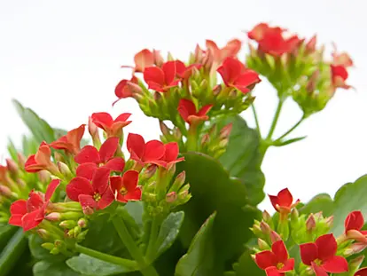 Kalanchoe