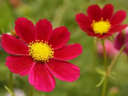 Cosmos