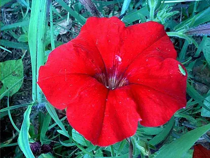 Petunia