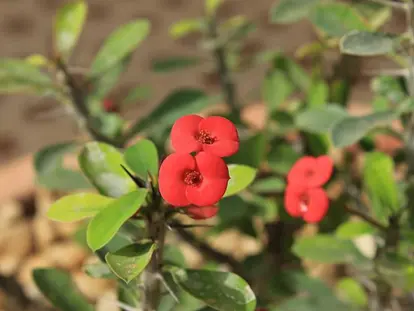 Crown of Thorns
