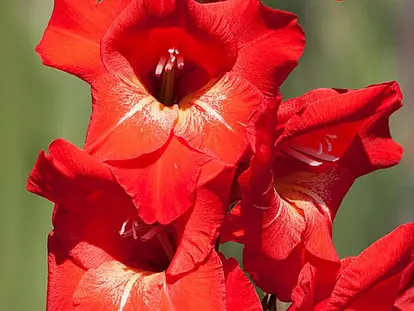 Gladiolus