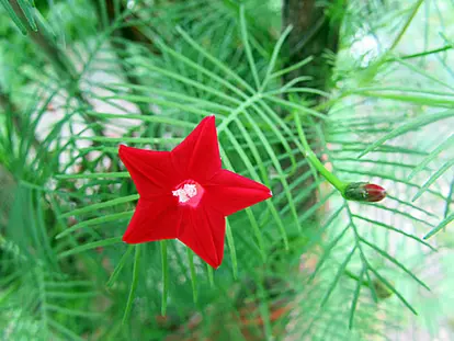 Cypress Vine