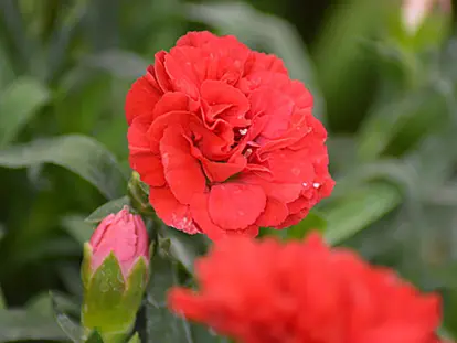 Carnation