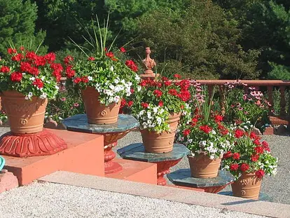 Red Garden Flowers