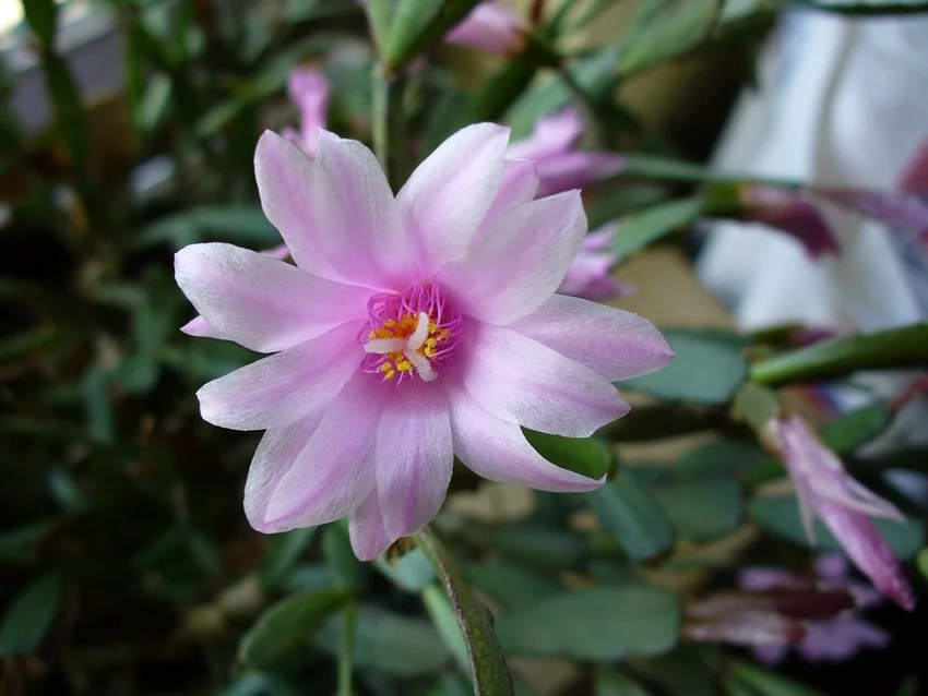 Easter cactus bloom