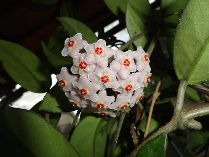 Hoya flowers