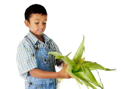 Boy Husking Corn