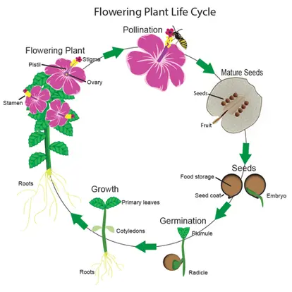 Flowering plant life cycle