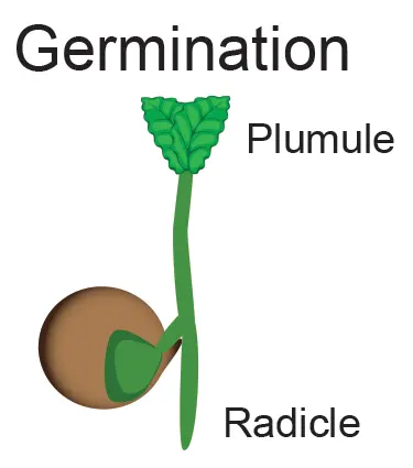 Flowering plant life cycle - seed germination