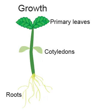 Flowering plant life cycle - plant growth