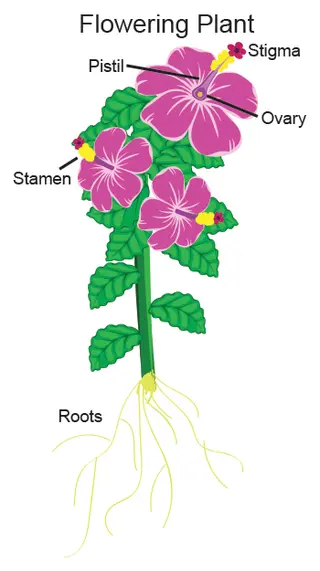Flowering plant life cycle - plant