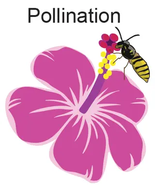Plant flowering life cycle - pollination