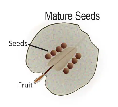 Flowering plant life cycle - seed pod