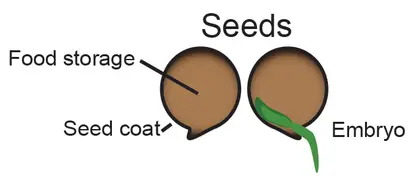 Flowering plant life cycle - seeds