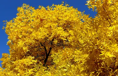 Green ash tree in the fall