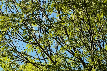 Black ash tree