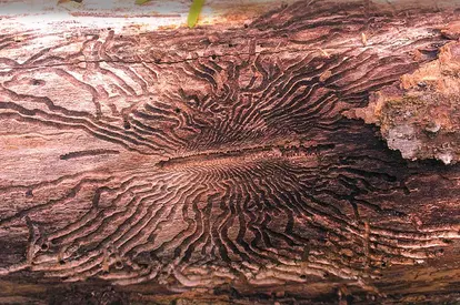 Emerald ash borer damage