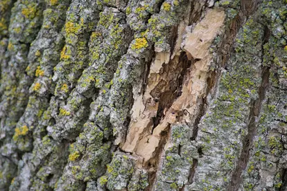 Bark damage on an ash tree