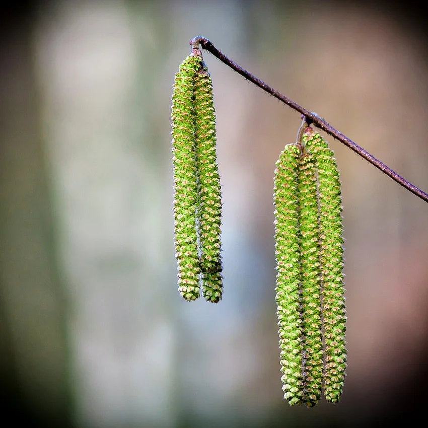 Birch catkins
