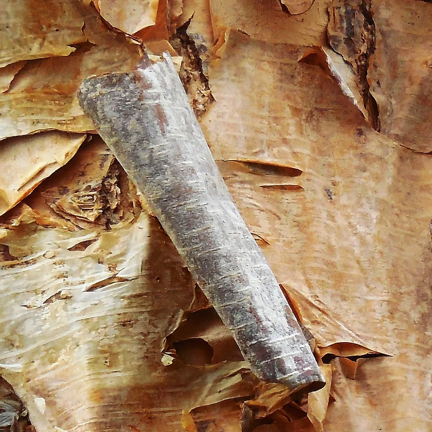 Birch bark