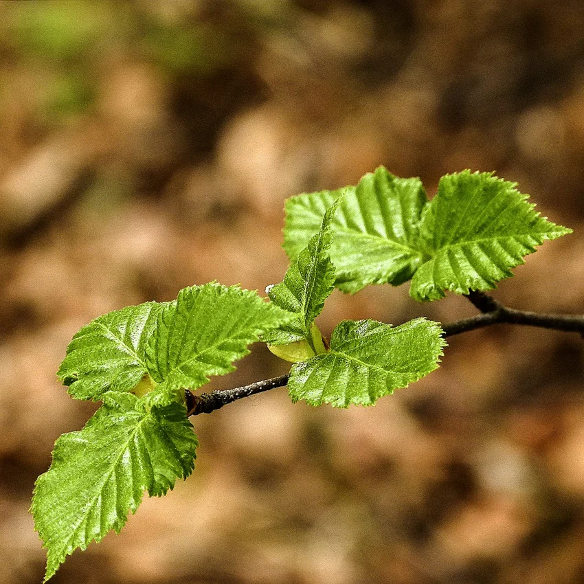 birch leaves