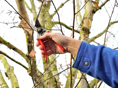 trimming a birch tree