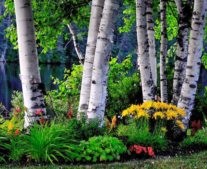 birch trees