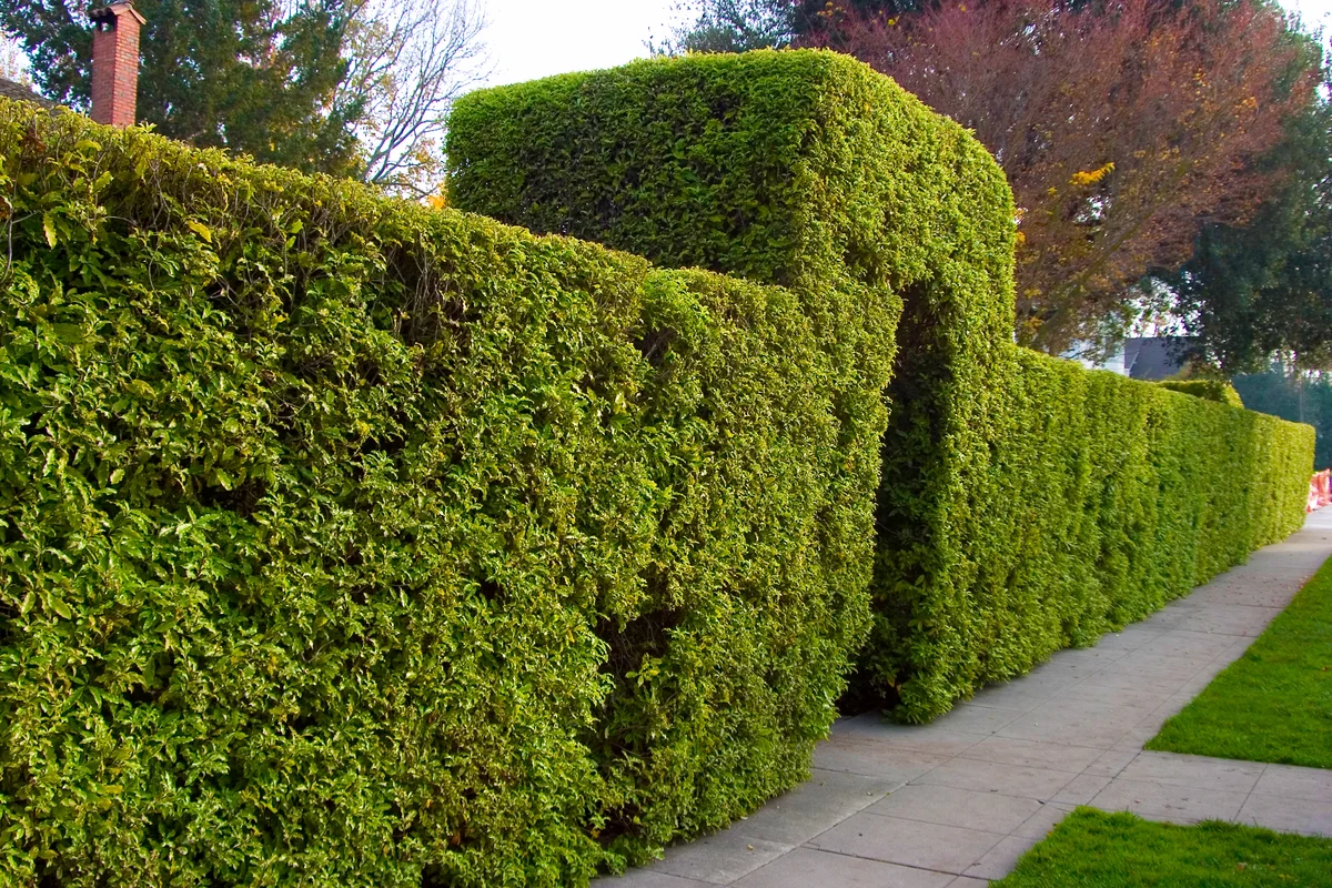 privacy hedge