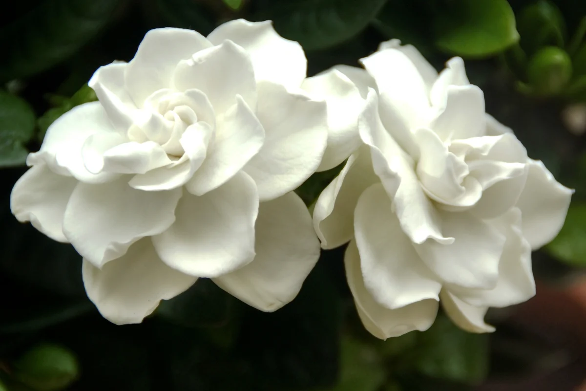 gardenias